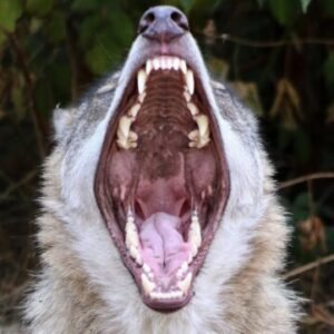 Profile photo of Jorhaelen